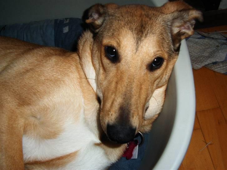 Blanding af racer Coco - Ligger lige og gør mig lidt til*SS* billede 7