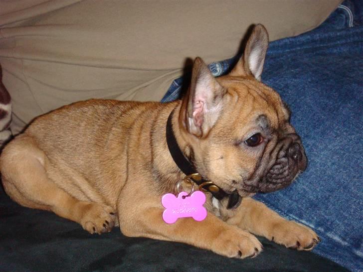 Fransk bulldog Lui Aimeé Asti - Asti ca. 8 uger gammel, lige kommet hjem til sit nye hjem. billede 7