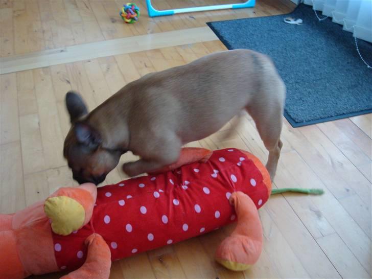 Fransk bulldog Lui Aimeé Asti - Det skal bare dø - det tøjdyr :) billede 8