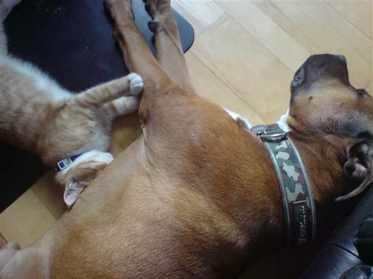 Blanding af racer Shorty - Agh.. tager lige en slapper... ZzZzzZ Ketil må oz gerne være med! billede 14