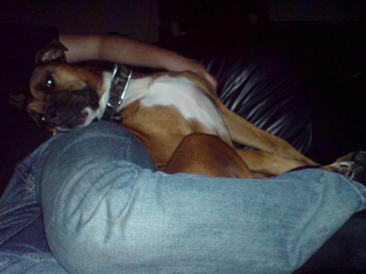 Blanding af racer Shorty - Kæl med mig DET ER EN ODRE!! HEHE billede 15