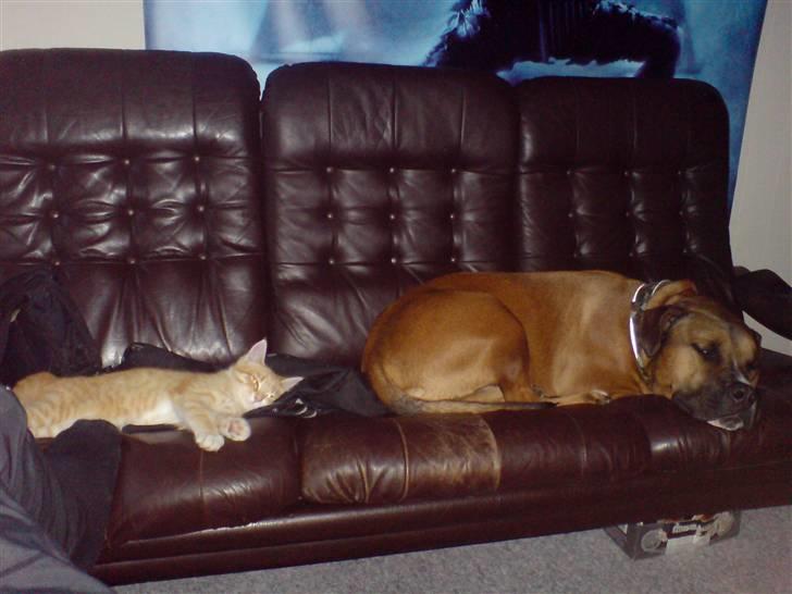 Blanding af racer Shorty - Ej den kat... nu har den også overtaget MIN sofa.. billede 16