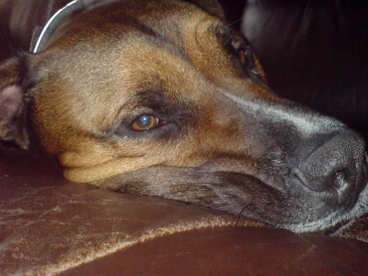 Blanding af racer Shorty - Hm... skal vi snart lave noget?! billede 17