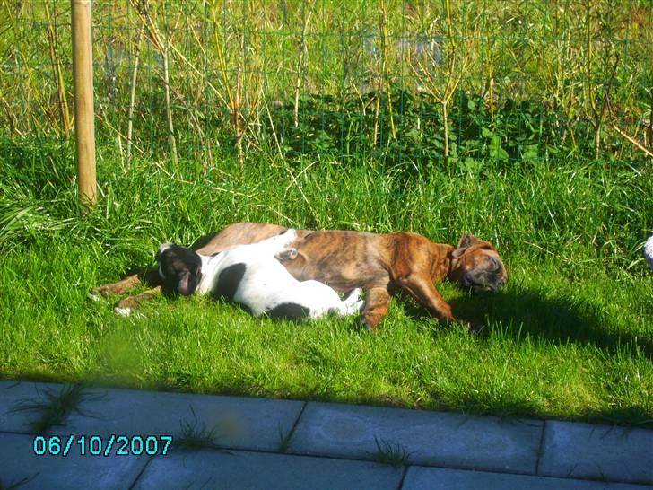 Boxer Bambo Leo - mig og kæresten fandt et roligt sted i solen, men noget gik galt da vi prøvede og ligge i ske:) billede 3