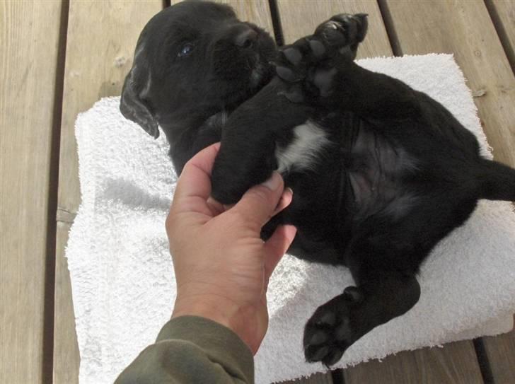 Blanding af racer Topper billede 4