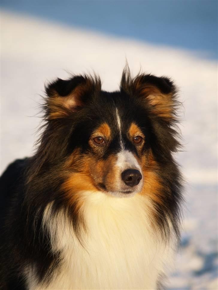 Shetland sheepdog Zinnia - Se mere om mig på http://www.hoffmeister.dk/gitte/zinnia/zinnia1.htm billede 1