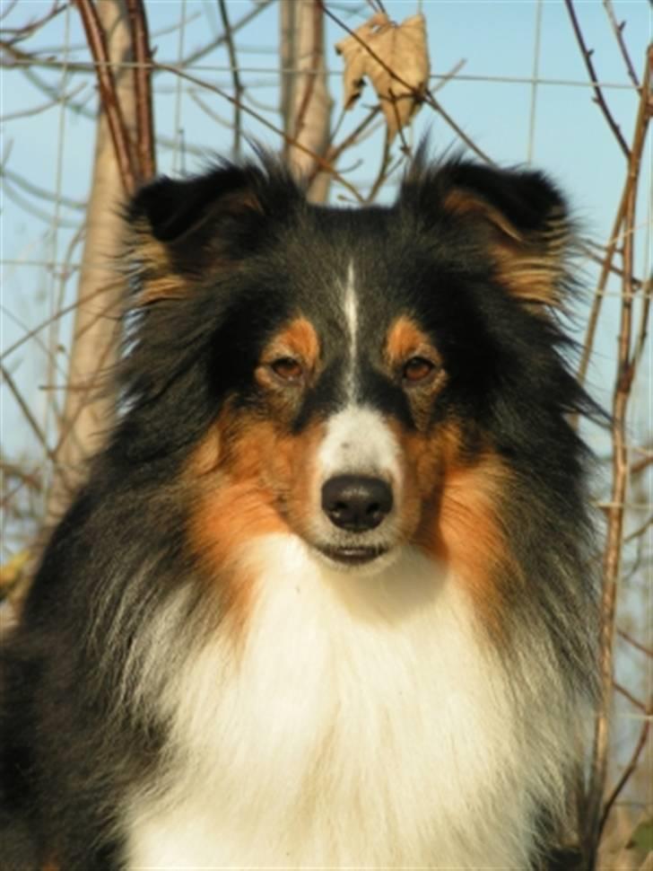 Shetland sheepdog Zinnia billede 2