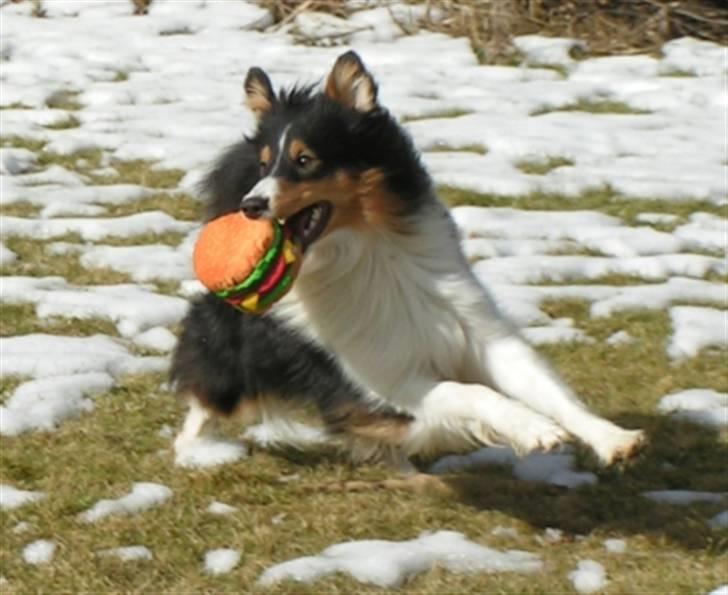 Shetland sheepdog Zinnia billede 3