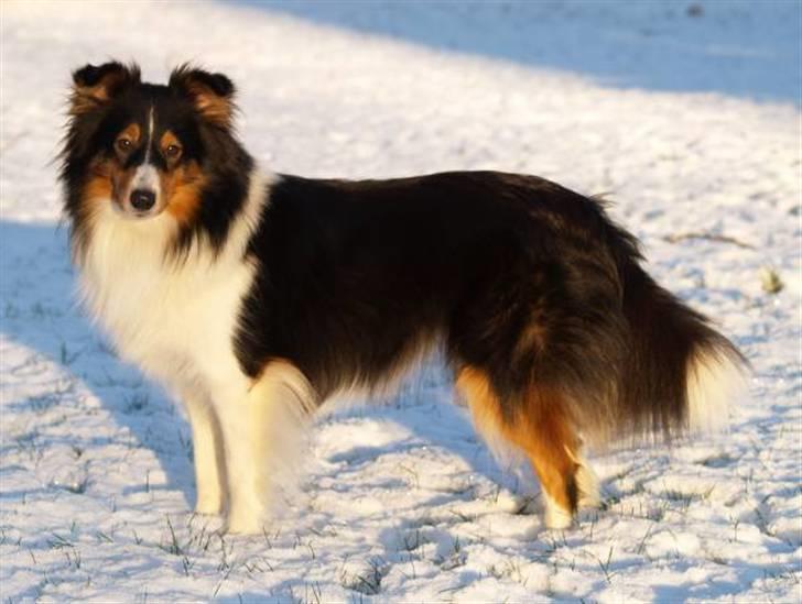 Shetland sheepdog Zinnia billede 4