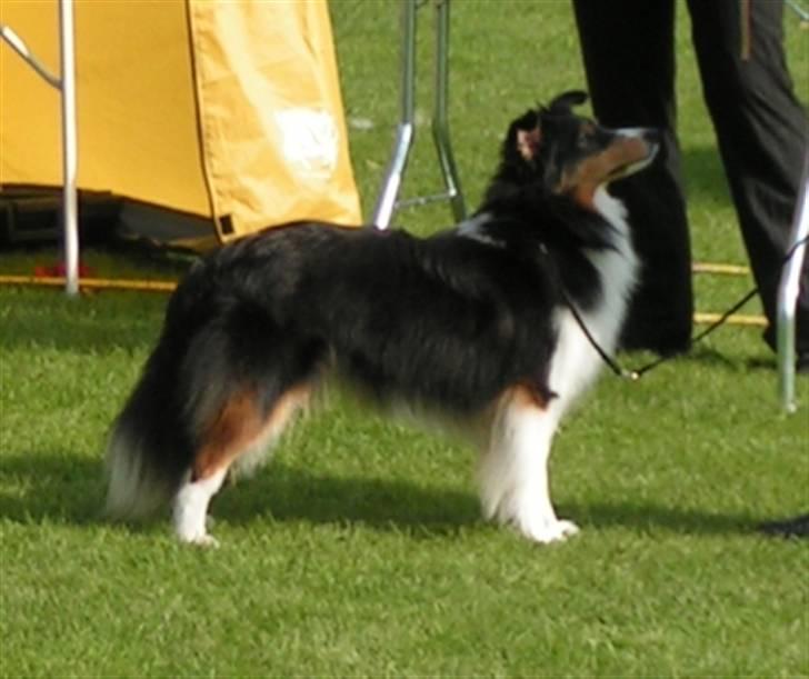 Shetland sheepdog Zinnia billede 5