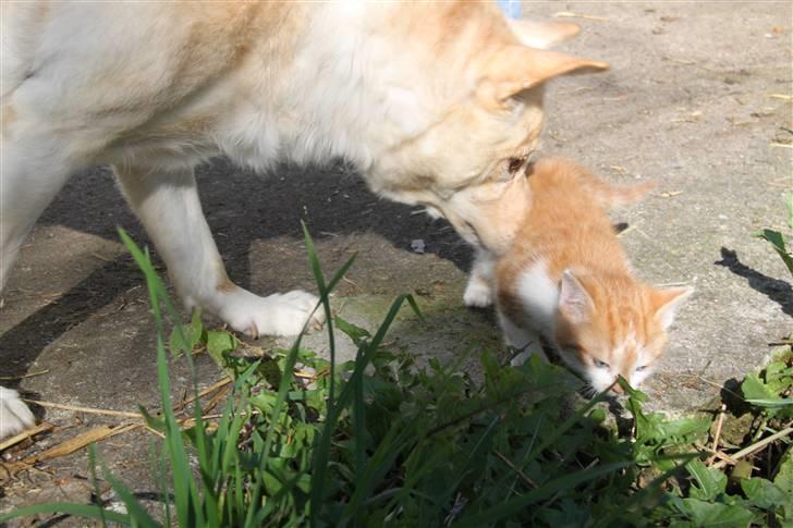 Islandsk fårehund Lulu R.I.P. - Lulu elsker katte - alle katte - men hun møder sjældent killinger så de skal jo lige undersøges ordentligt xp billede 13