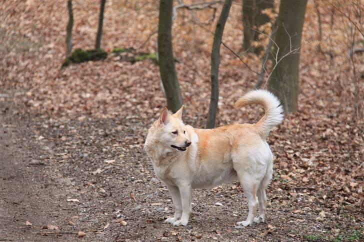 Islandsk fårehund Lulu R.I.P. - lulu i bernstopfparken billede 14