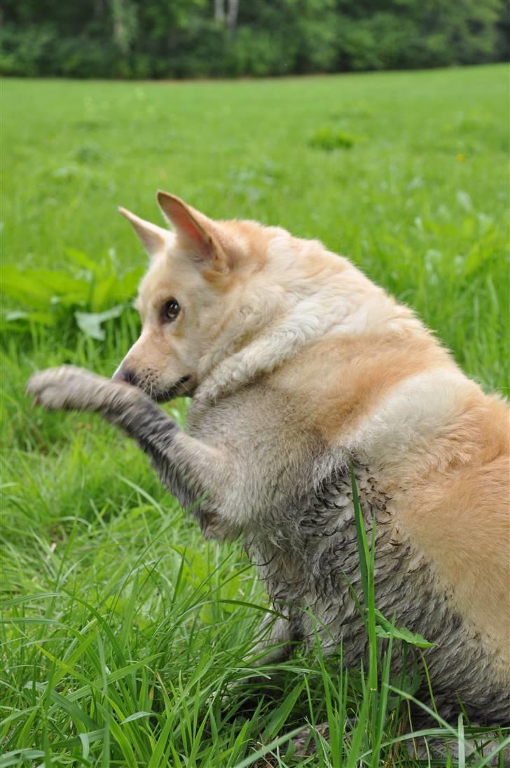 Islandsk fårehund Lulu R.I.P. - Lulus bedste tricks: "har du noget på næsen?" så tører hun sin næse af :D billede 15