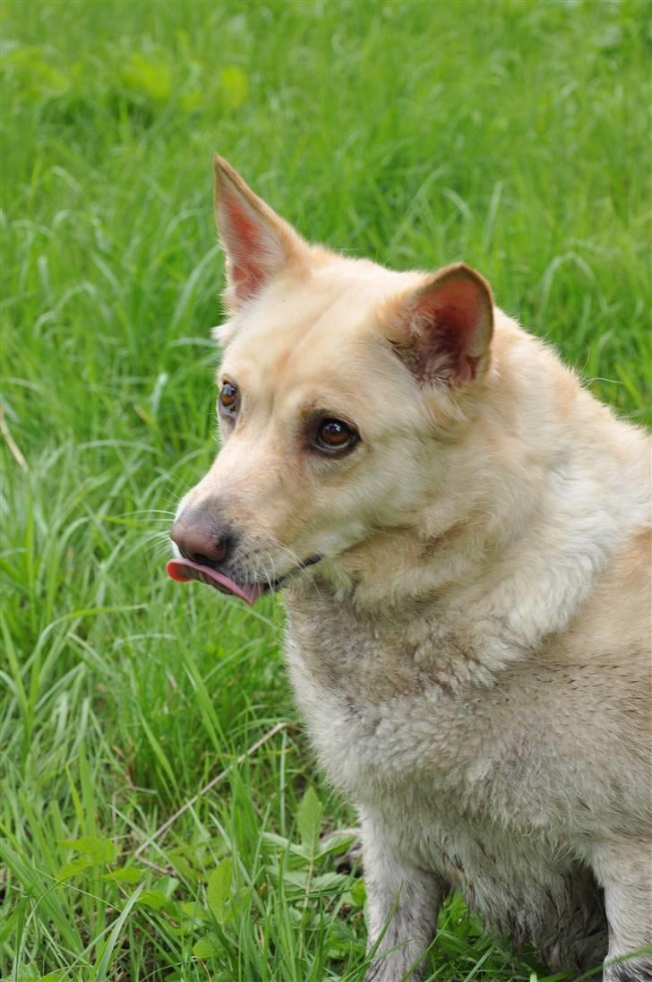 Islandsk fårehund Lulu R.I.P. - Lulu er danmarksmester i hundeøjne hihi billede 17