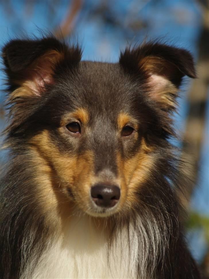 Shetland sheepdog Angel - R.I.P billede 1