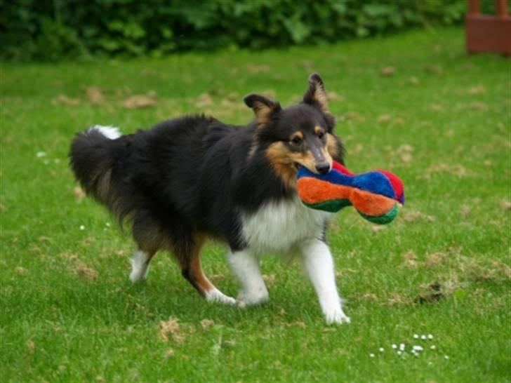 Shetland sheepdog Angel - R.I.P billede 2