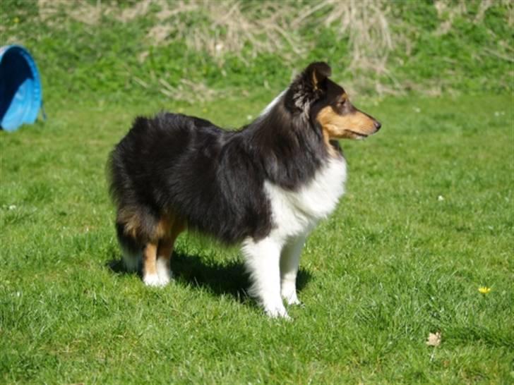 Shetland sheepdog Angel - R.I.P billede 3