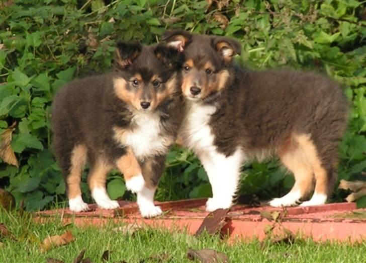 Shetland sheepdog Angel - R.I.P - Angel sammen med sin søster Zenya, som boede hos os indtil hun kunne komme til Sverige. billede 4