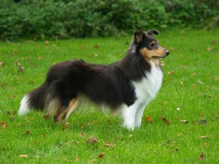 Shetland sheepdog Angel - R.I.P - Angel 1 år billede 5