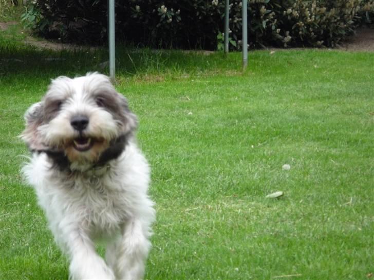 Petit basset griffon wendéen Petit Heroes Bitter Sweet - STELLA!! kaldte og hun kom hurtigt (: hehe billede 1