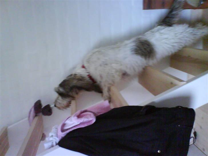 Petit basset griffon wendéen Petit Heroes Bitter Sweet - Stella der er nysgerig igen :) billede 2