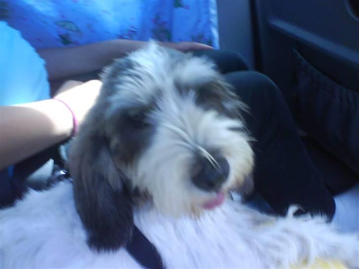 Petit basset griffon wendéen Petit Heroes Bitter Sweet - Vi er på vej hjem fra der hvor vi hentede hende :) billede 3