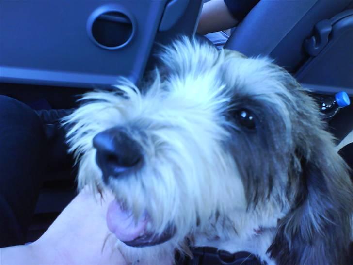 Petit basset griffon wendéen Petit Heroes Bitter Sweet - Stadig på vej hjem :) billede 4