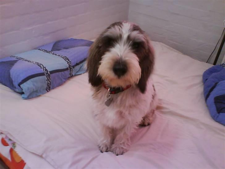 Petit basset griffon wendéen Petit Heroes Bitter Sweet - Stella, i min gamle seng :) billede 5