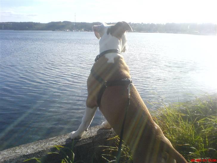 Amerikansk staffordshire terrier Kato *SOLGT* :`( billede 10