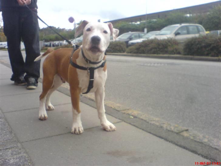 Amerikansk staffordshire terrier Kato *SOLGT* :`( billede 11