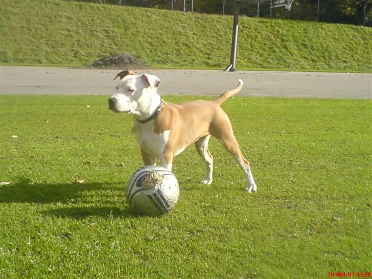 Amerikansk staffordshire terrier Kato *SOLGT* :`( billede 12