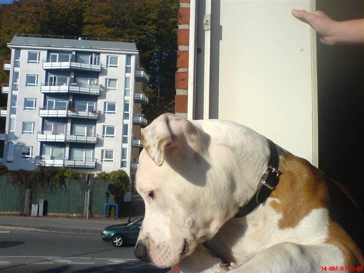 Amerikansk staffordshire terrier Kato *SOLGT* :`( - "der er lige lidt for langt ned" billede 13