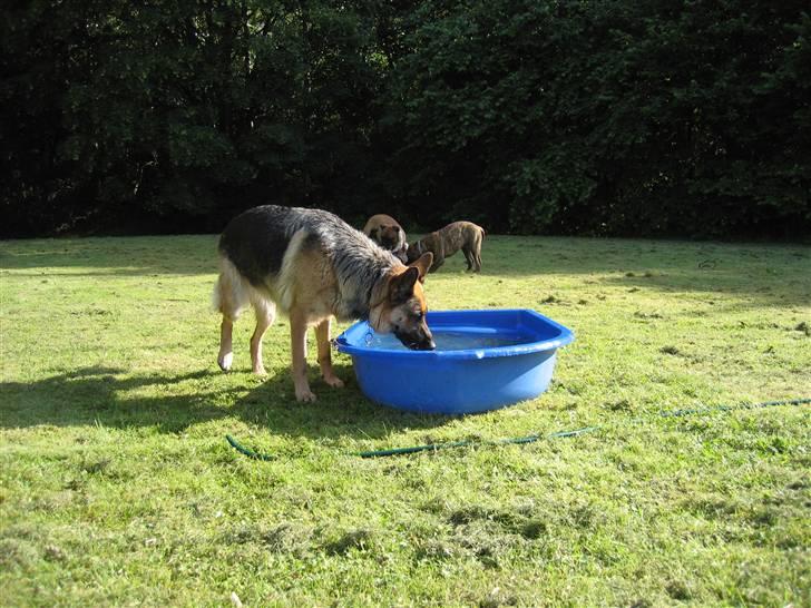 Schæferhund Felia R.I.P. - Snupper lige en drink det er mega varmt med al den pels... billede 2