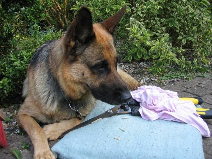 Schæferhund Felia R.I.P. - Hjælper lige til i haven... billede 3