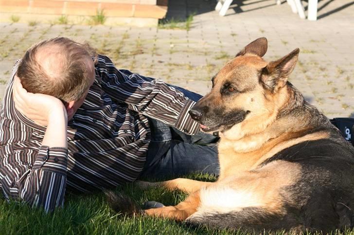 Schæferhund Felia R.I.P. billede 4