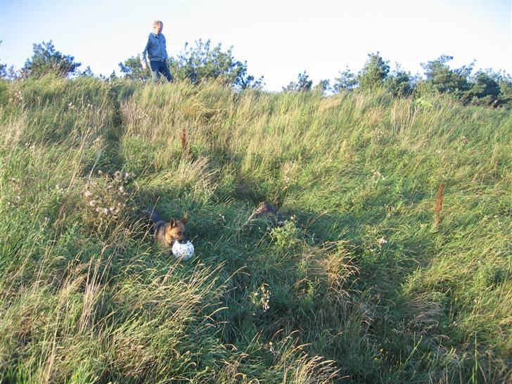 Schæferhund Felia R.I.P. - Find Felia... billede 5