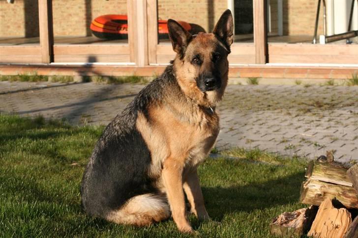 Schæferhund Felia R.I.P. billede 6