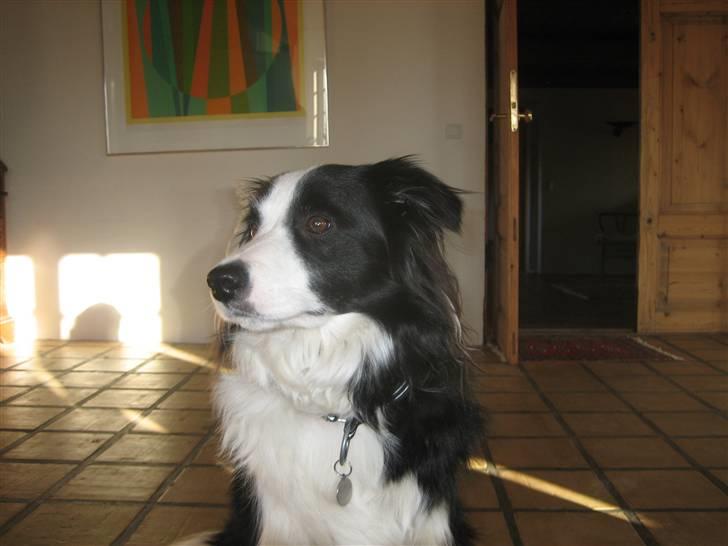Border collie Staunsbjerg's Pasha - Hej jeg hedder Pasha. billede 6