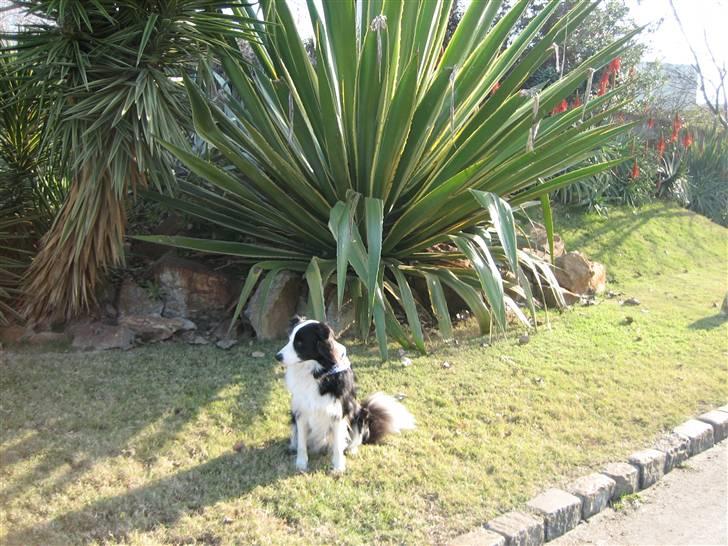 Border collie Staunsbjerg's Pasha - Er lige ude at gå tur, men man kan jo også være fotomodel ! billede 12