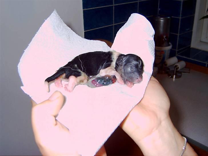 Papillon Chili - Så lille var jeg da jeg blev født...  billede 2