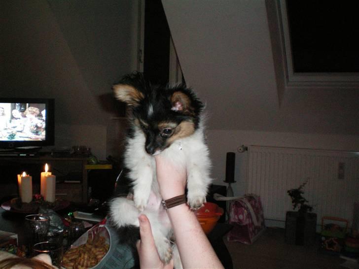 Papillon Chili - I belive i can fly...  billede 3