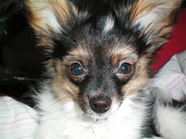 Papillon Chili - Det der med kamera det er lige mig...  billede 4