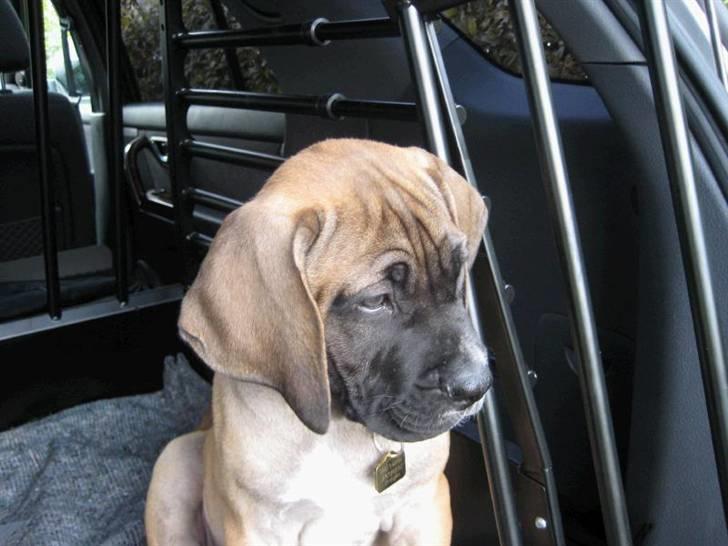 Boerboel Clyde - R.I.P billede 5