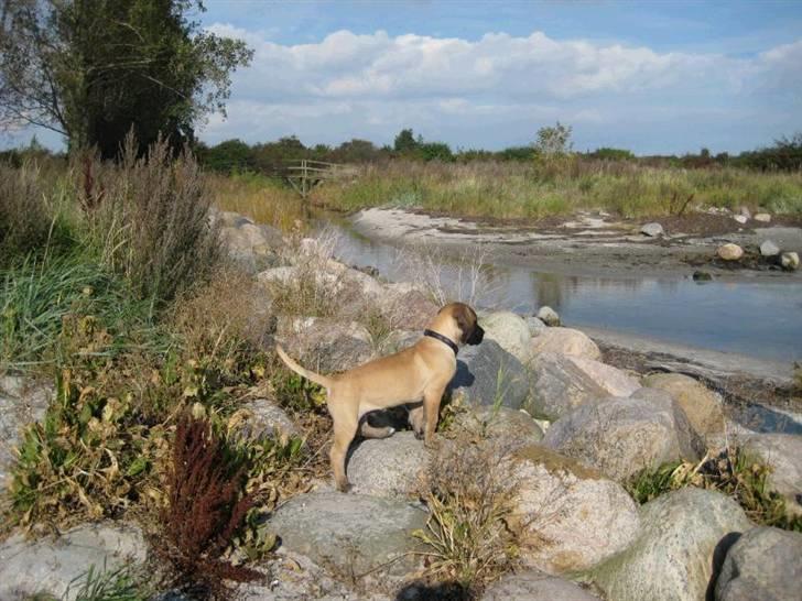 Boerboel Clyde - R.I.P - 10 uger billede 6
