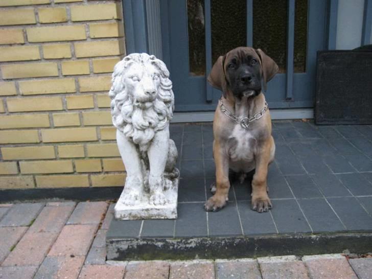 Boerboel Clyde - R.I.P - 11 uger billede 7