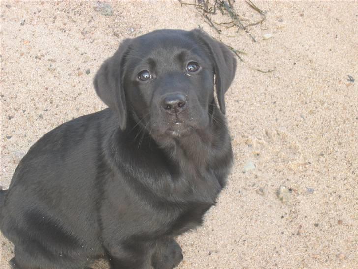 Labrador retriever                     Freja - Frejas første tur på stranden billede 7