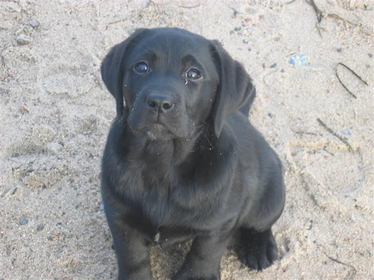 Labrador retriever                     Freja billede 8