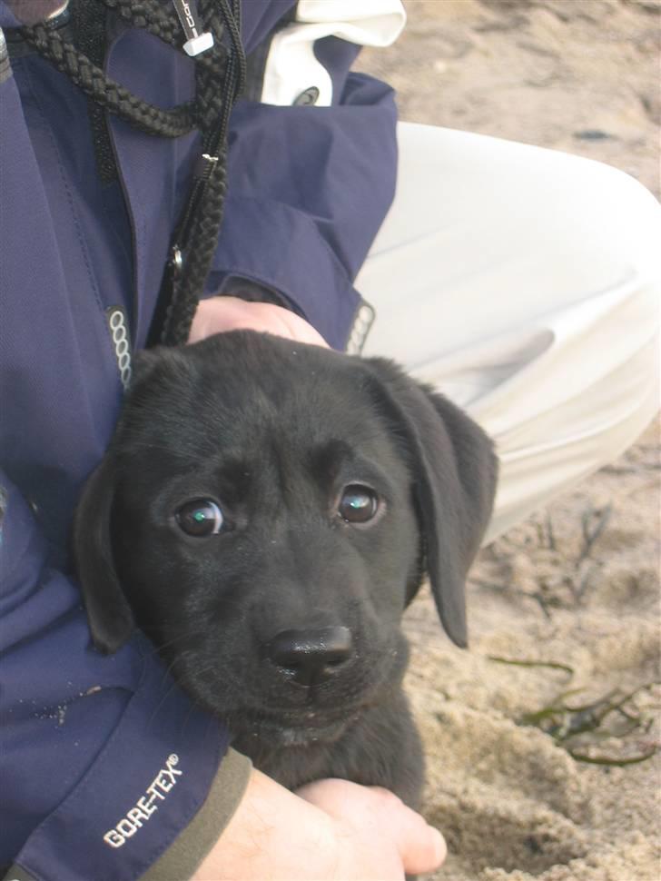 Labrador retriever                     Freja billede 9