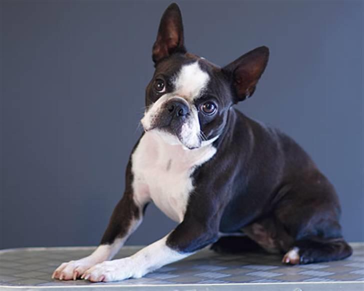 Boston terrier Please, Don`t Tease - okt. 2007..Nu er jeg blevet "voksen & Følsom"... billede 11