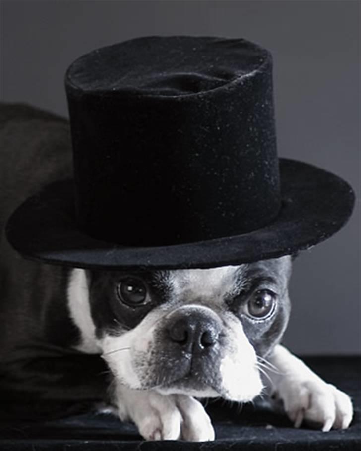 Boston terrier Please, Don`t Tease - Okt.2007..Med Tophat og ingen tail..LoL billede 12